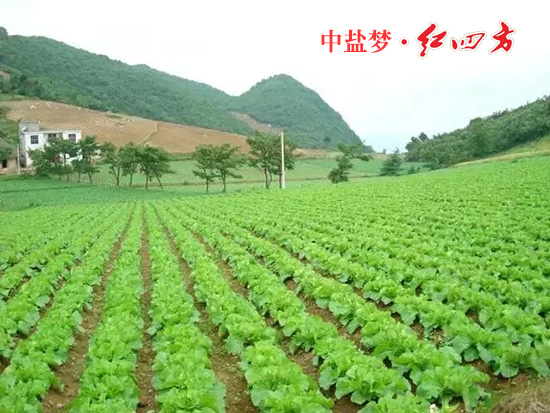 樱桃视频官方网站丰收