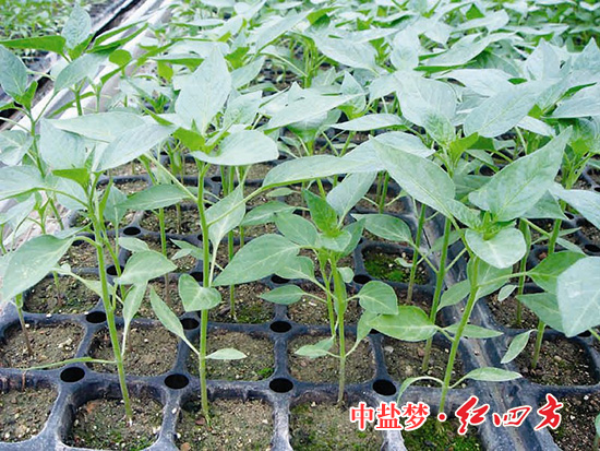 樱桃视频官方网站丰收