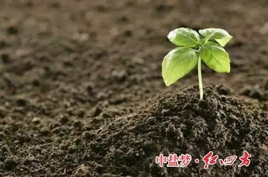 樱桃视频下载APP：土壤有机质，让土壤更有活力！