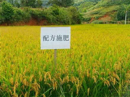 水稻采用配方施肥，科学管理，喜获丰收