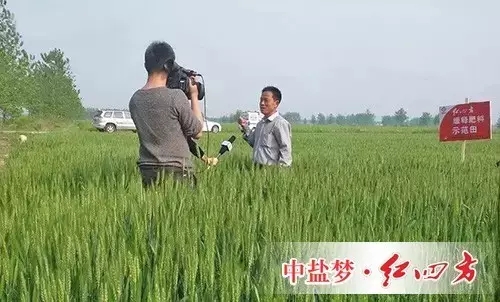 缓释肥示范田里，大户正接受安徽电视台采访